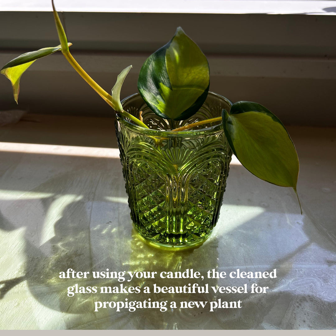 Green glass vase with a plant on a light surface, text overlay about using candle for plant propagation.